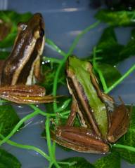 Green Long Toed Frogs