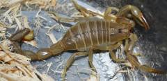 Egyptian Yellow Fat Tail Scorpions (amoreuxi)