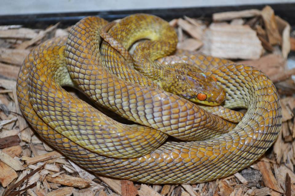 Egyptian Cat Eyed Snakes For Sale