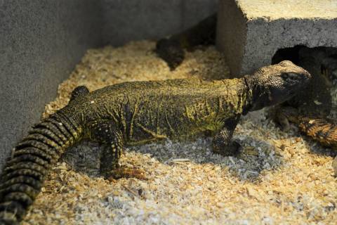 Dispar Uromastyx (Sudan)