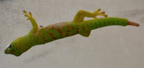 Baby Crimson Madagascar Giant Day Geckos w/minor nicks