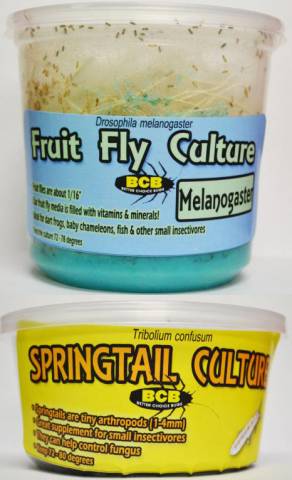 Fruit Fly and Springtail Combo Pack (2 of each)