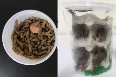 200 Crickets, 50 Calcium Worms AND 50 Mealworms Combo Pack