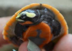 Baby Malaysian Pink Bellied Side-Necked Turtles