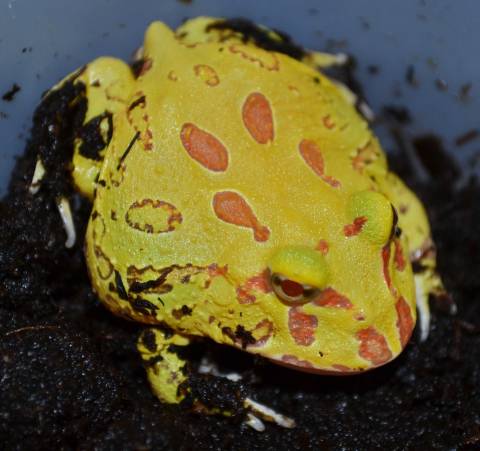 Baby 4 Spot Patternless Albino Pacman Frogs