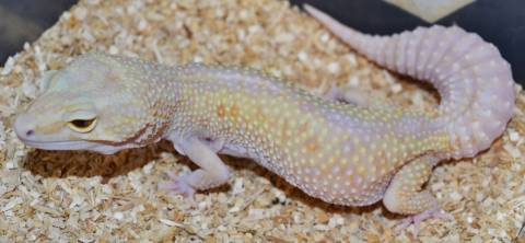 Adult Godzilla Giant RAPTOR Leopard Geckos