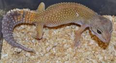 Adult Murphy's Patternless Leopard Geckos