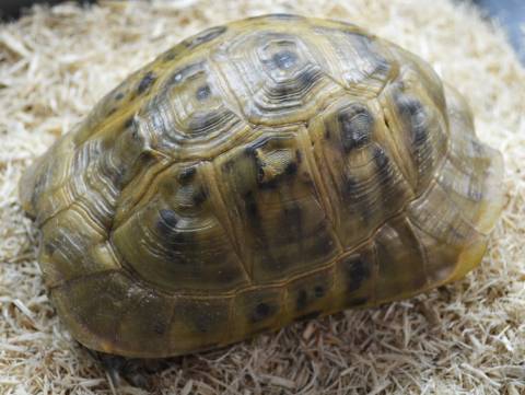 greek tortoise for sale