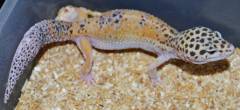 Adult Eclipse Leopard Geckos w/regrown tails