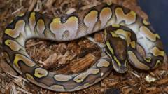 Baby Butter Calico Ball Pythons