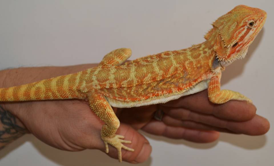 Bearded Dragons Red Designer Fashion | espace-trail-du-couserans.com