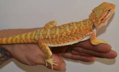 Large Hypo Red Leatherback Bearded Dragons