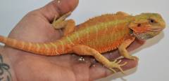 Large Hypo Red Translucent Bearded Dragons