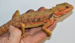 Large Red Translucent Bearded Dragons