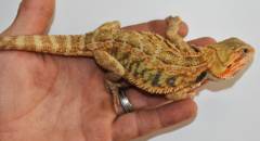 Small Red Translucent Bearded Dragons