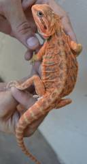 Large Red Translucent Leatherback Bearded Dragons