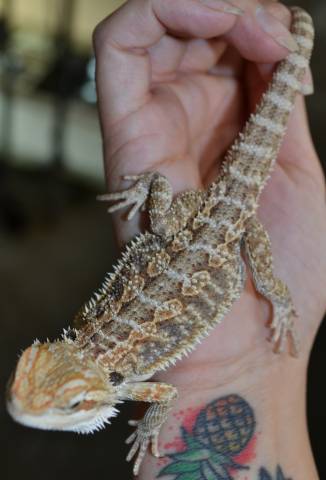 Medium Fancy Bearded Dragons