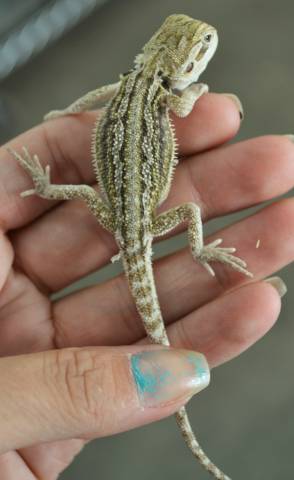 Baby Striped Leatherback Bearded Dragons
