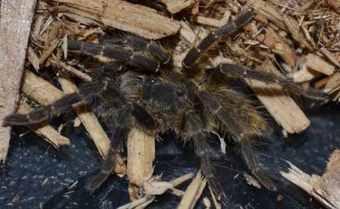 Mozambique Lesser Banded Baboon Tarantulas