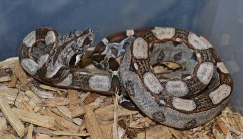 Baby Keltic Colombian Boas Het for Sharp Albino