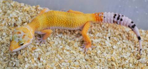 Sub Adult Hypo Leopard Geckos