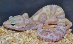 Sub Adult Albino Mack Snow Eclipse Leopard Geckos