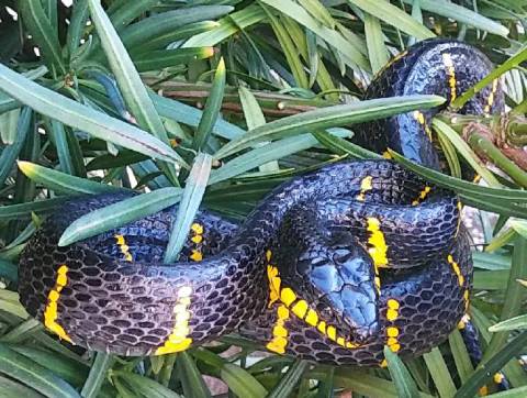 Sumatran Black & Yellow Mangrove Snakes