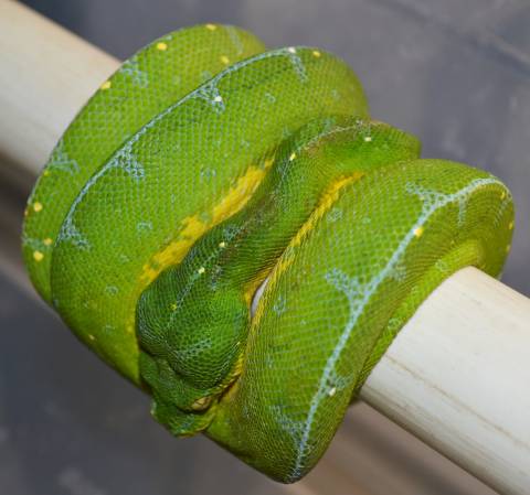 Sub Adult Jayapura x Sorong Green Tree Pythons for sale