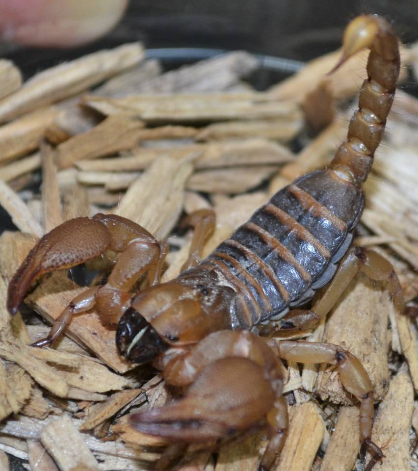 African Tri Color Burrowing Scorpions for sale