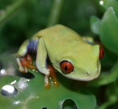 Baby Red Eyed Tree Frogs