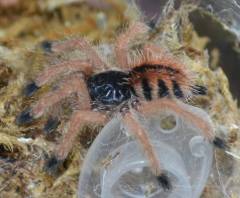 Goliath Pink Toe Tarantulas SmallAll Spiders, Scorpions & Inverts 15% OFF!