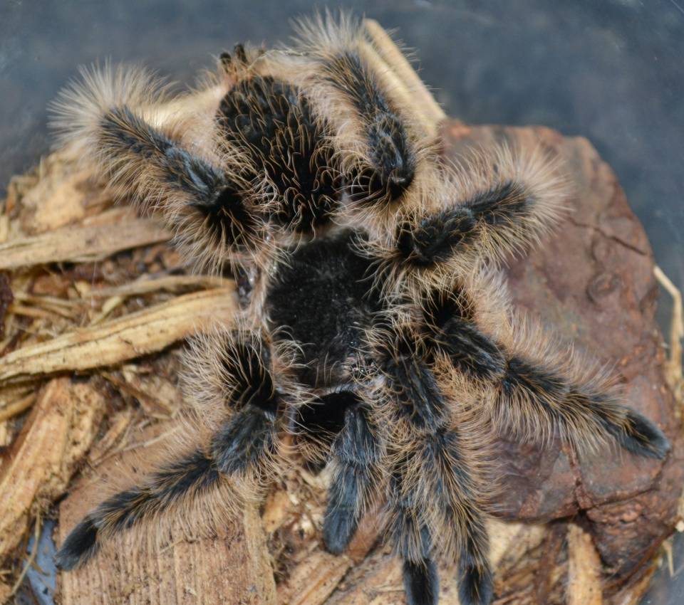 Honduran Curly Hair Tarantula Missing A Leg For Sale