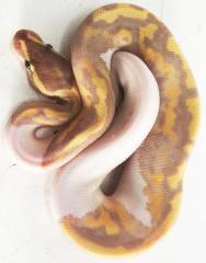 Baby Banana Piebald Ball Pythons 
