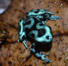 Highland Green & Bronze Auratus Dart Frogs