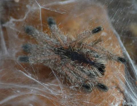 Peruvian Cinnamon Pink Toe Spiderlings