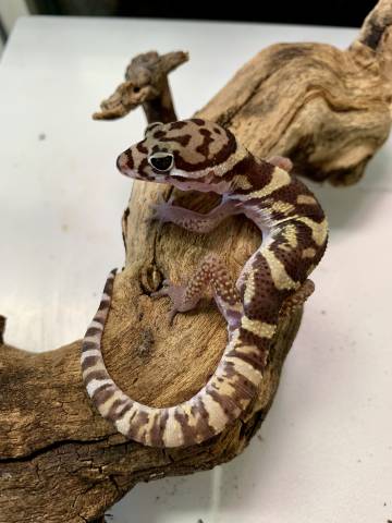 Central American Banded Geckos