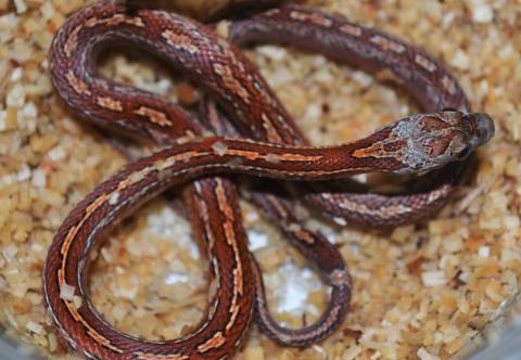 Baby Blood Red Tessera Cornsnakes