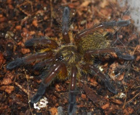 Golden Blueleg Baboon Spiderlings