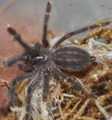 Gooty Sapphire Ornamental Tarantulas SmallAll Spiders, Scorpions & Inverts 15% OFF!