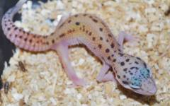 Baby Red Stripe Eclipse Leopard Geckos