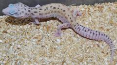Medium Snow Eclipse Leopard Geckos