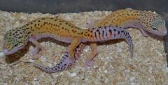 Medium Red Stripe Eclipse Leopard Geckos