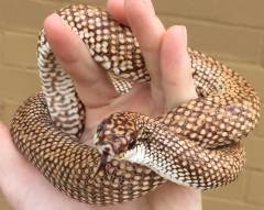 Madagascar Speckled Hognose Snakes