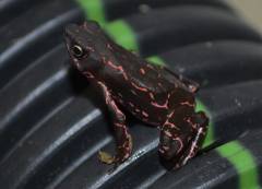 Pebas Stubfoot Toads (aka Lava Toads)