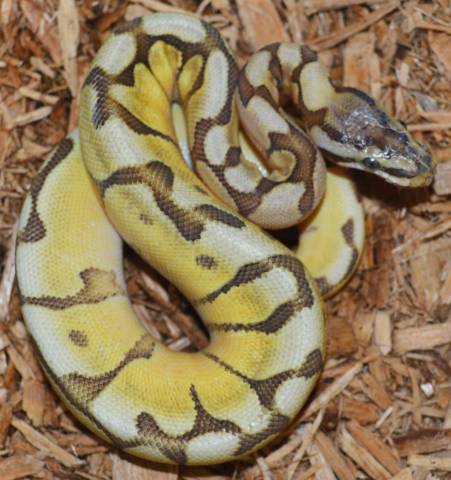 Baby Mojave Enchi Spider Ball Pythons