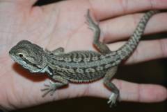 Small Leatherback Bearded Dragons  (het for witblits and zero)