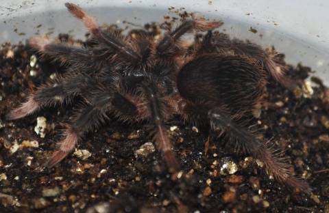 Costa Rican Red Leg Tarantulas Small