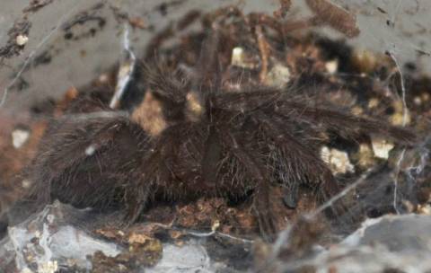 Indian Violet Spiderlings