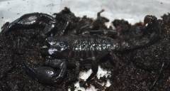 Cave Claw Emperor Scorpions