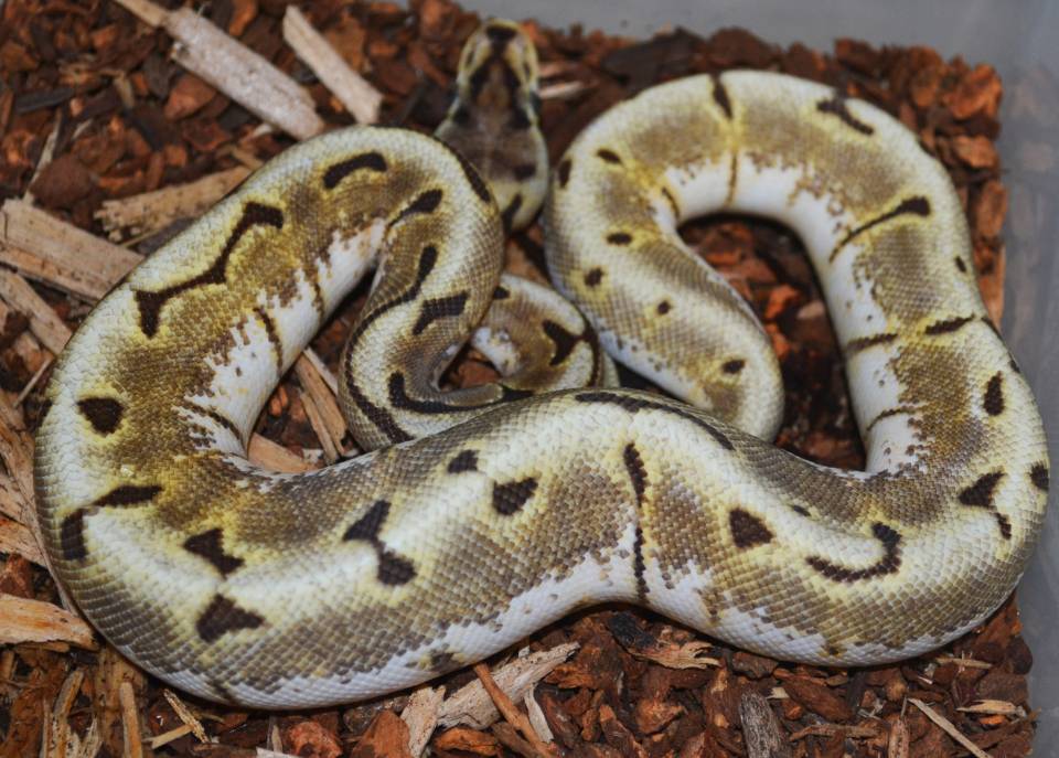 Killer Bee Ball Python